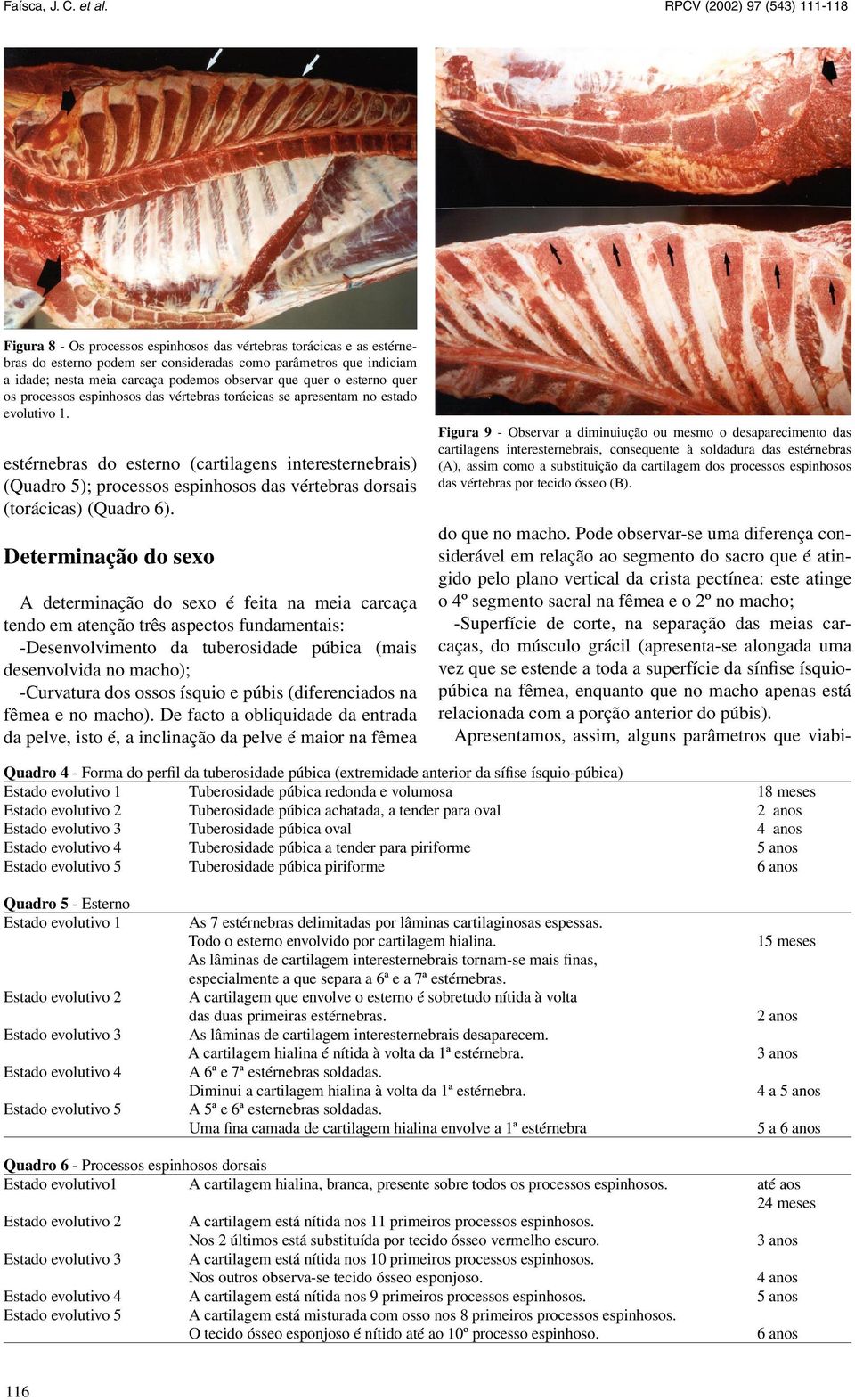 estérnebras do esterno (cartilagens interesternebrais) (Quadro 5); processos espinhosos das vértebras dorsais (torácicas) (Quadro 6).