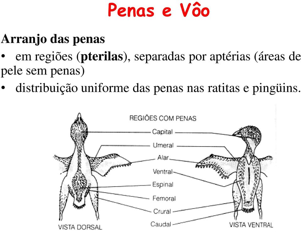 aptérias (áreas de pele sem penas)