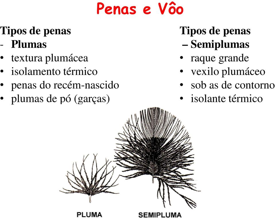 (garças) Penas e Vôo Tipos de penas Semiplumas