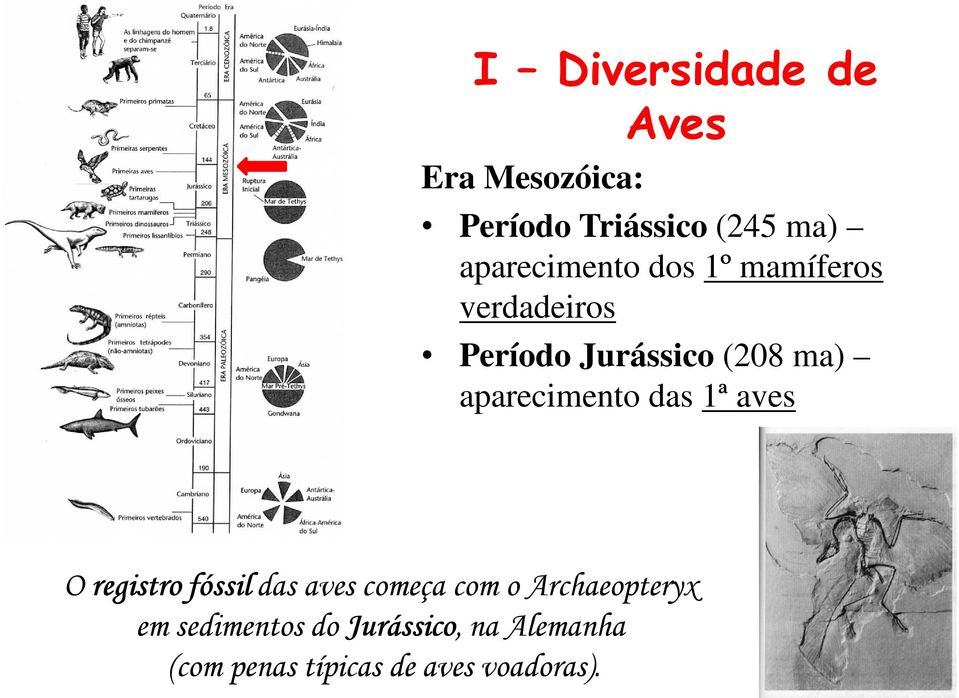 aparecimento das 1ª aves O registro fóssil das aves começa com o