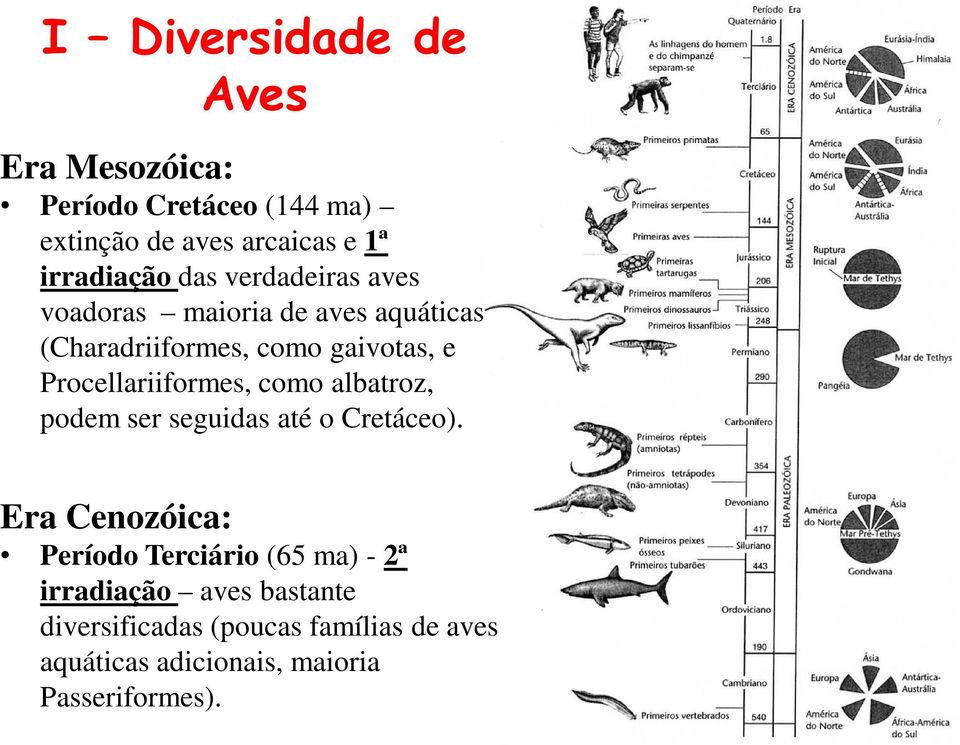 Procellariiformes, como albatroz, podem ser seguidas até o Cretáceo).