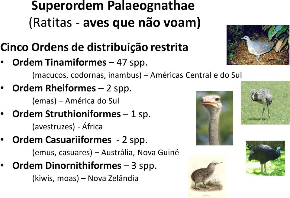 (emas) América do Sul Ordem Struthioniformes 1 sp.