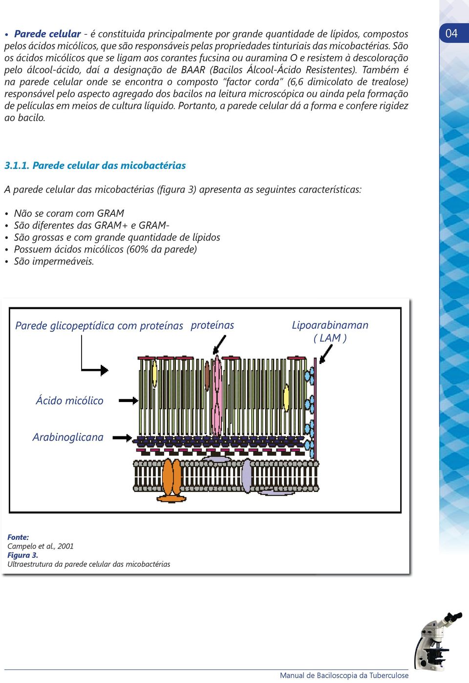 Também é na parede celular onde se encontra o composto factor corda (6,6 dimicolato de trealose) responsável pelo aspecto agregado dos bacilos na leitura microscópica ou ainda pela formação de