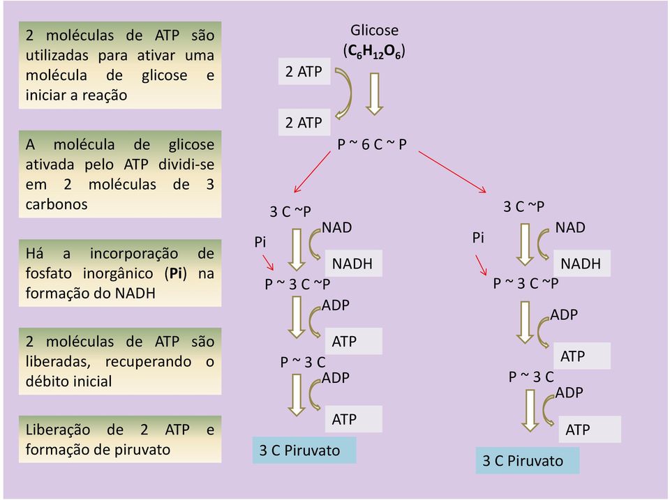 liberadas, recuperando o débito inicial Liberação de 2 ATP e formação de piruvato 2 ATP 2 ATP Glicose (C 6 H 12 O 6 ) P ~ 6 C ~ P