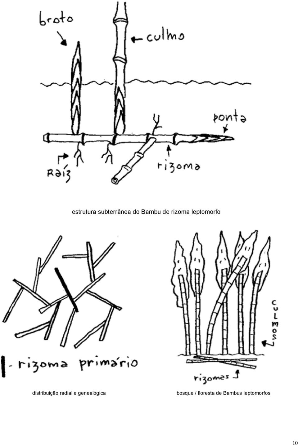 distribuição radial e