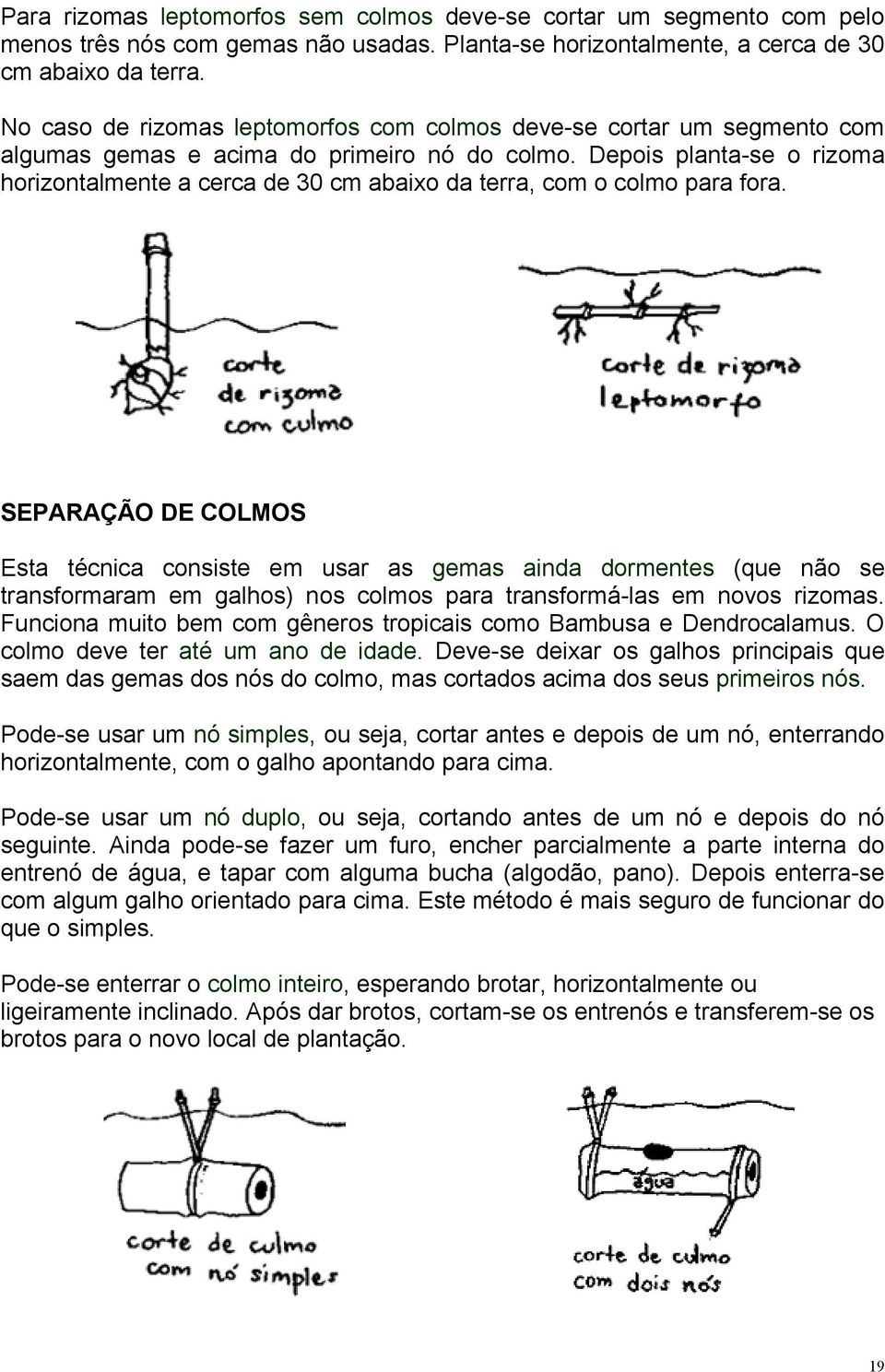 Depois planta-se o rizoma horizontalmente a cerca de 30 cm abaixo da terra, com o colmo para fora.