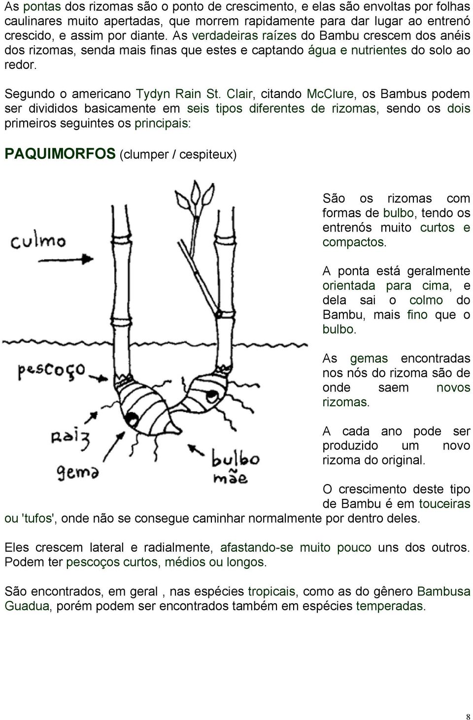 Clair, citando McClure, os Bambus podem ser divididos basicamente em seis tipos diferentes de rizomas, sendo os dois primeiros seguintes os principais: PAQUIMORFOS (clumper / cespiteux) São os