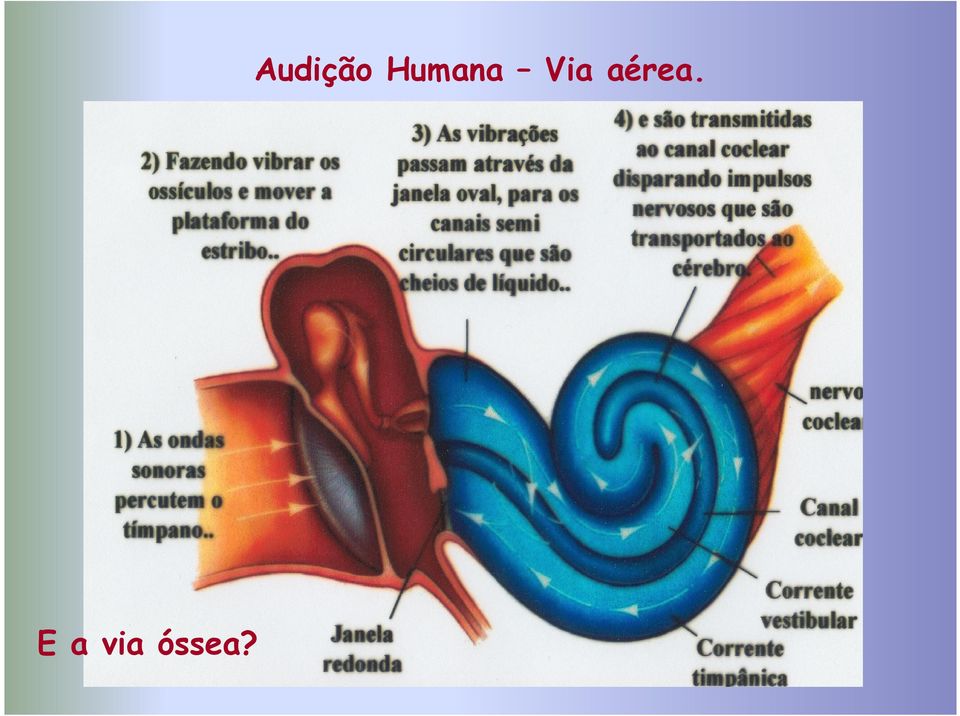 Audição