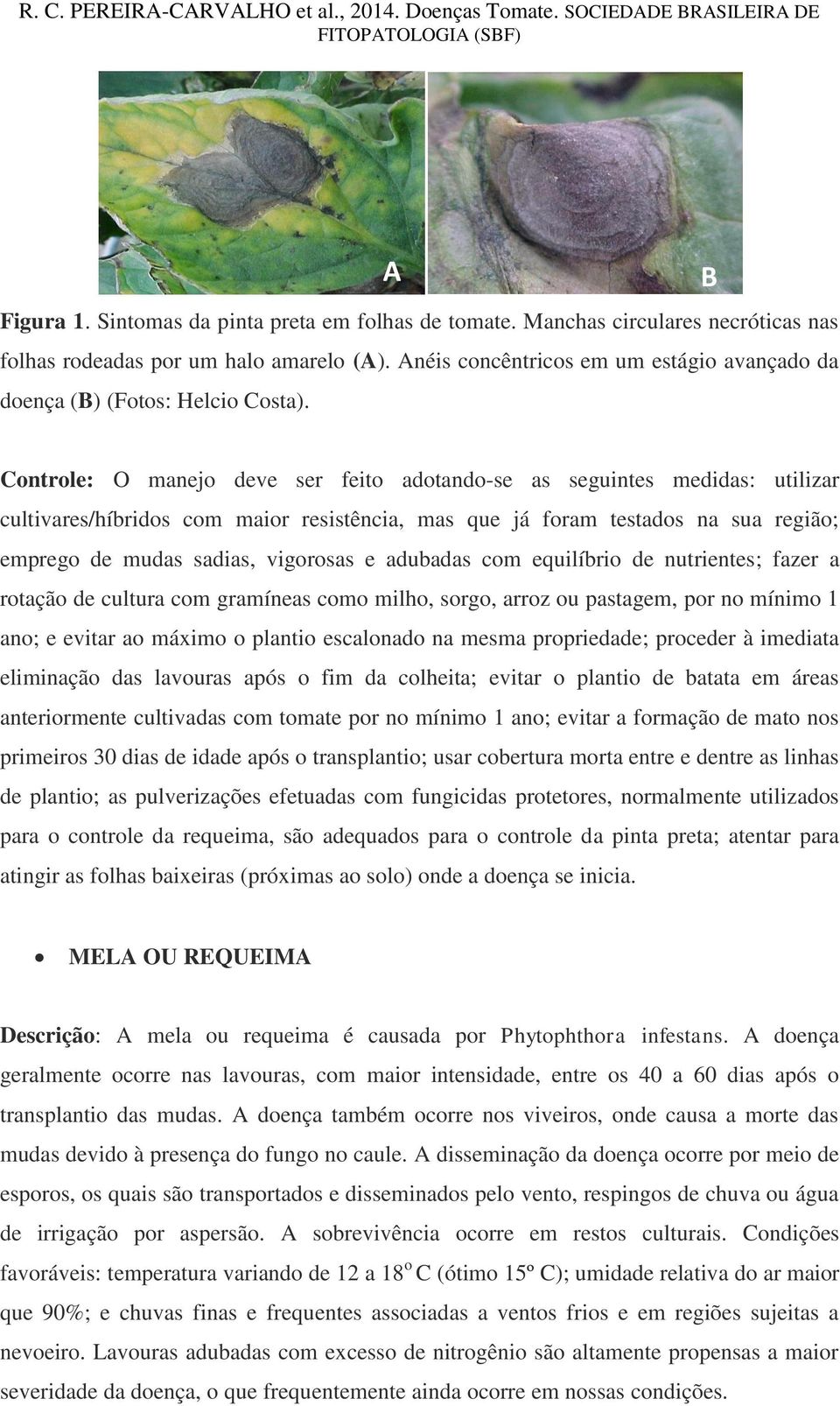 Controle: O manejo deve ser feito adotando-se as seguintes medidas: utilizar cultivares/híbridos com maior resistência, mas que já foram testados na sua região; emprego de mudas sadias, vigorosas e