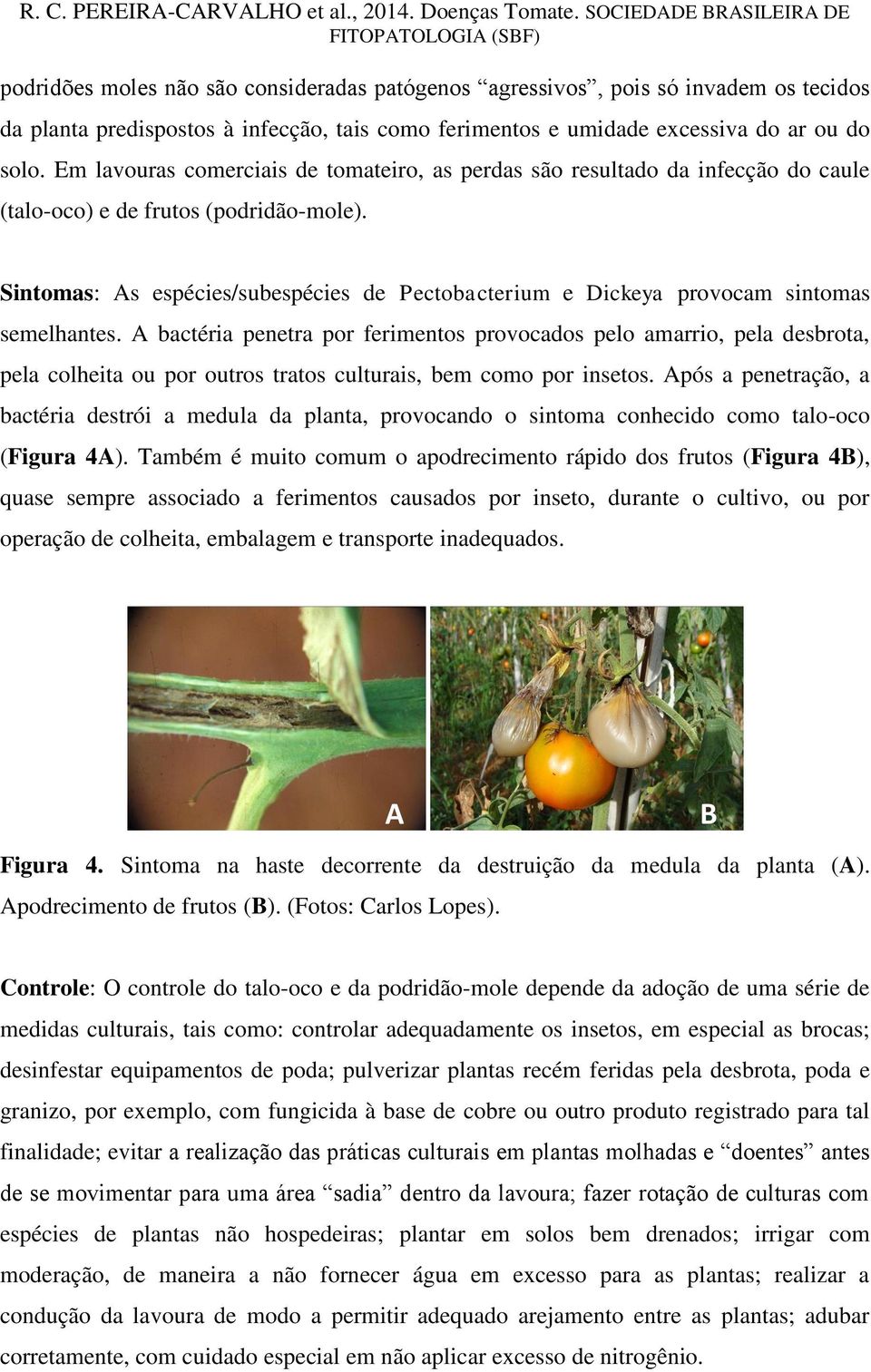 Sintomas: s espécies/subespécies de Pectobacterium e Dickeya provocam sintomas semelhantes.