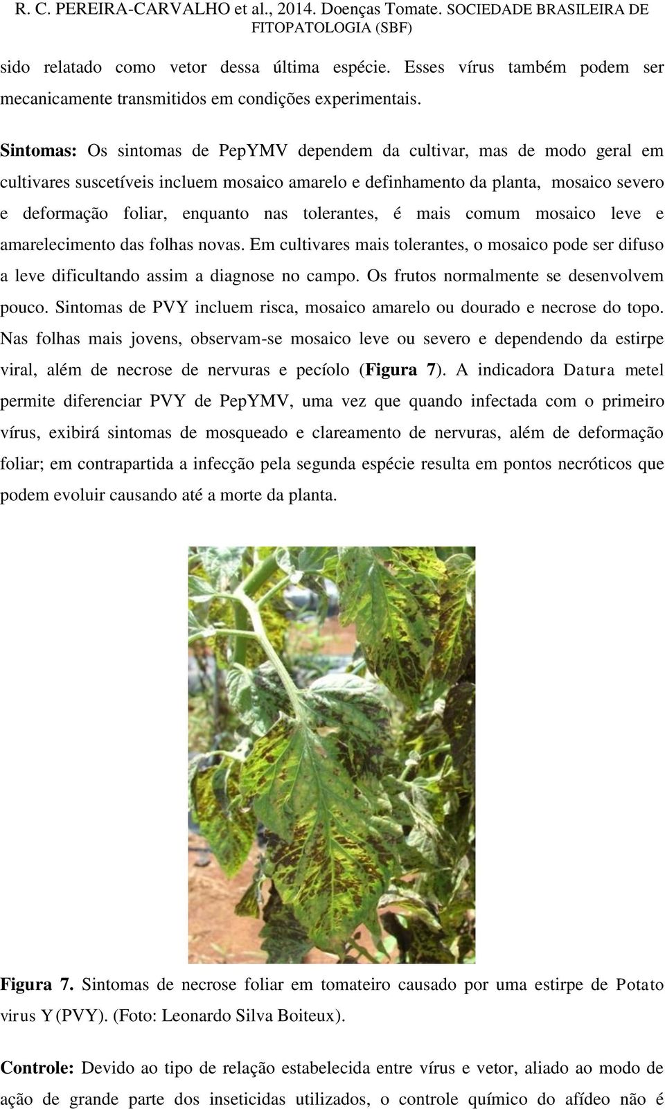 tolerantes, é mais comum mosaico leve e amarelecimento das folhas novas. Em cultivares mais tolerantes, o mosaico pode ser difuso a leve dificultando assim a diagnose no campo.