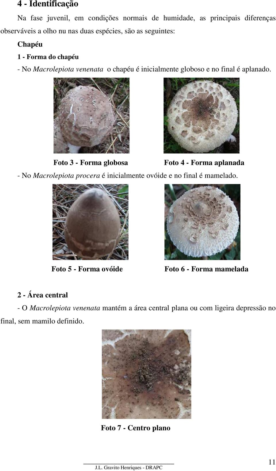 Foto 3 - Forma globosa Foto 4 - Forma aplanada - No Macrolepiota procera é inicialmente ovóide e no final é mamelado.