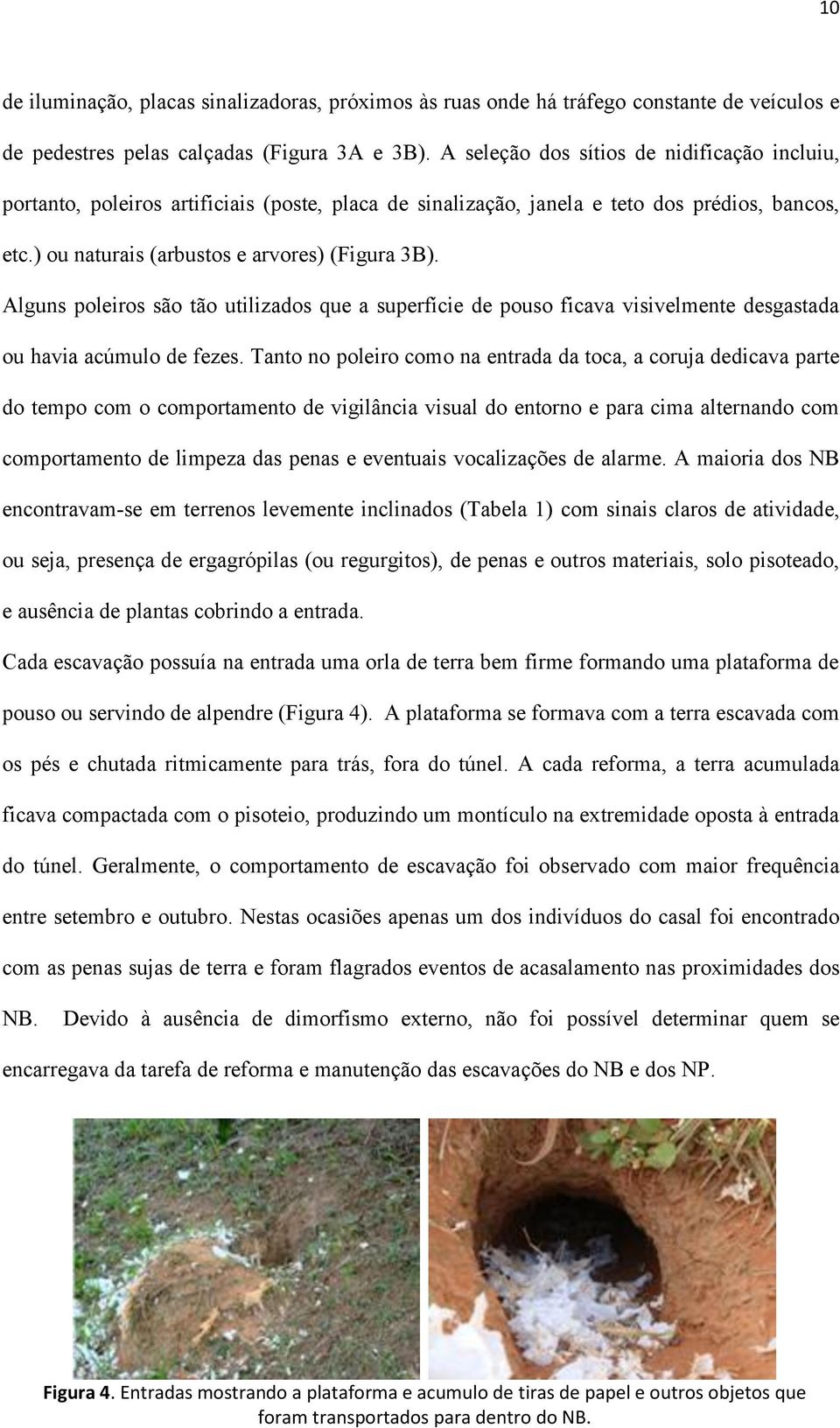 Alguns poleiros são tão utilizados que a superfície de pouso ficava visivelmente desgastada ou havia acúmulo de fezes.