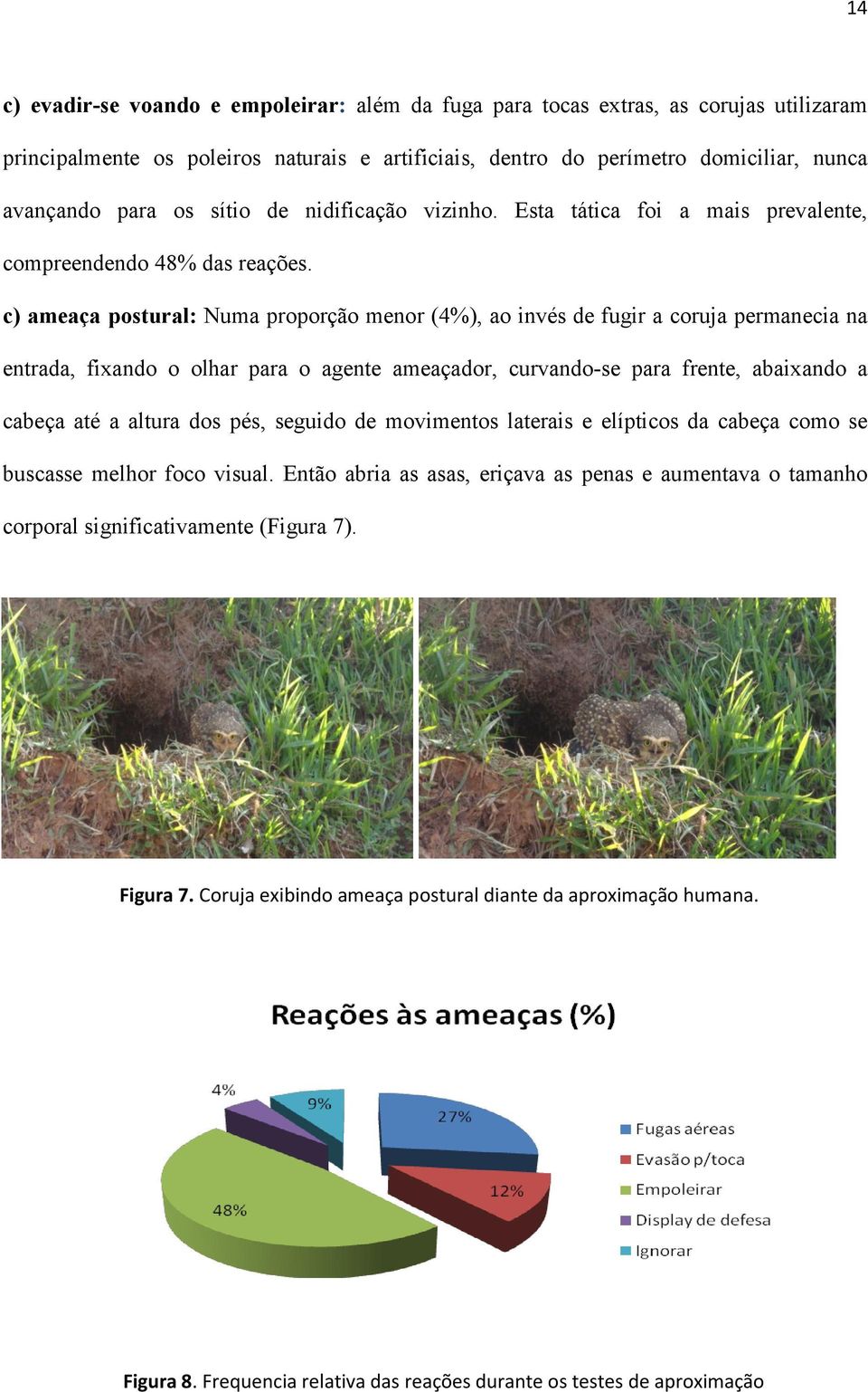 c) ameaça postural: Numa proporção menor (4%), ao invés de fugir a coruja permanecia na entrada, fixando o olhar para o agente ameaçador, curvando-se para frente, abaixando a cabeça até a altura dos