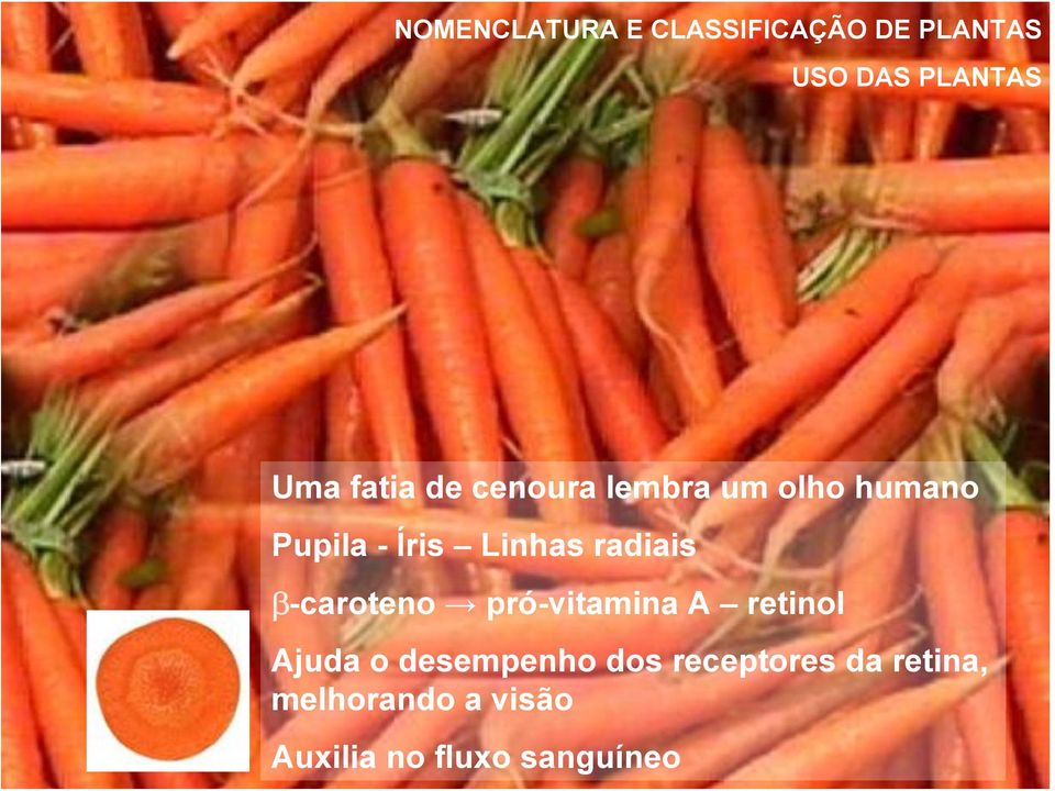 radiais β-caroteno pró-vitamina A retinol Ajuda o desempenho