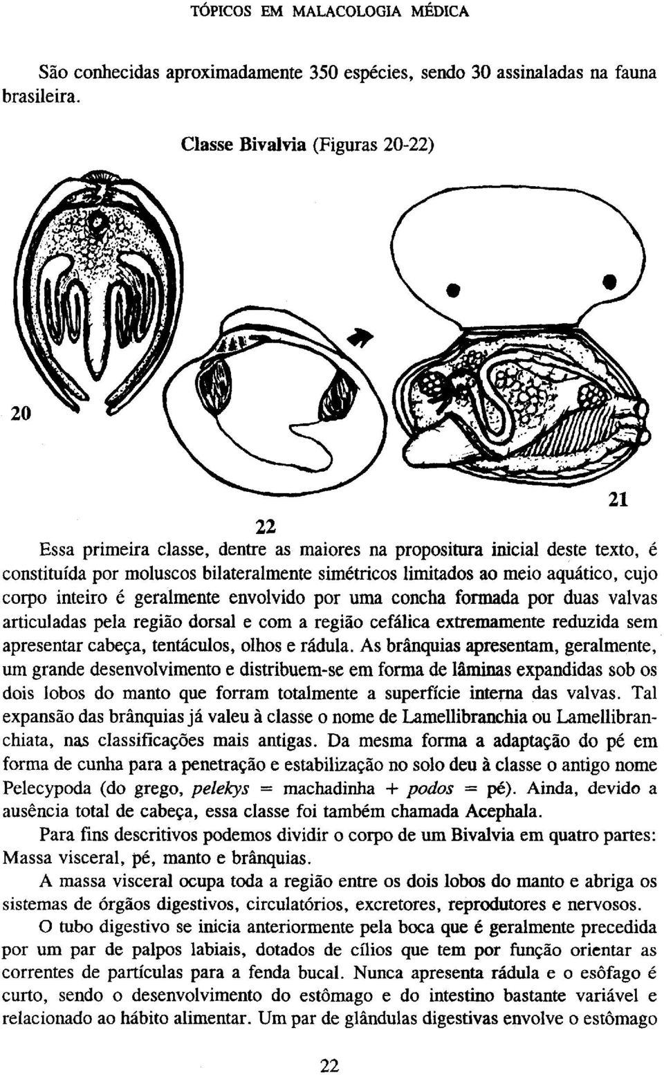 por uma concha formada por duas valvas articuladas pela região dorsal e com a região cefálica extremamente reduzida sem apresentar cabeça, tentáculos, olhos e rádula.