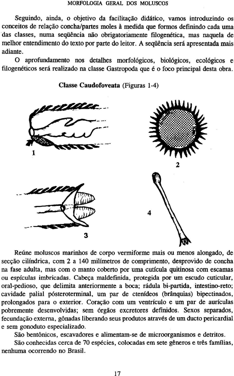 O aprofundamento nos detalhes morfológicos, biológicos, ecológicos e filogenéticos será realizado na classe Gastropoda que é o foco principal desta obra.