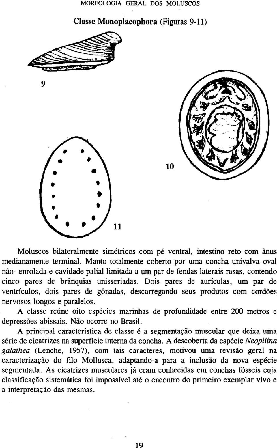 Dois pares de aurículas, um par de ventrículos, dois pares de gônadas, descarregando seus produtos com cordões nervosos longos e paralelos.