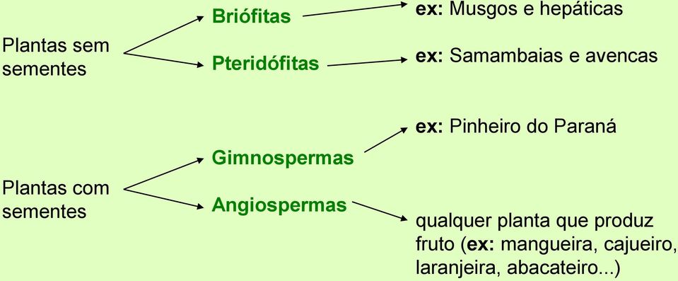 Gimnospermas Angiospermas ex: Pinheiro do Paraná qualquer