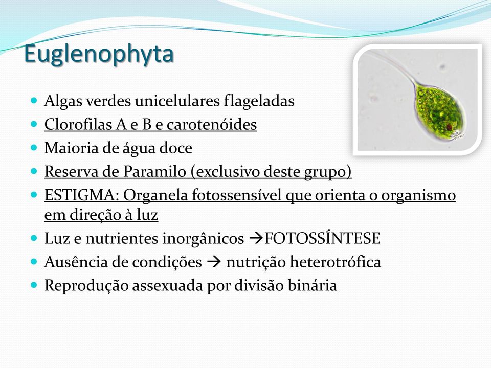 fotossensível que orienta o organismo em direção à luz Luz e nutrientes inorgânicos