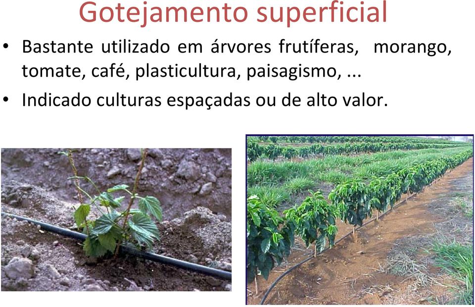 morango, tomate, café, plasticultura,