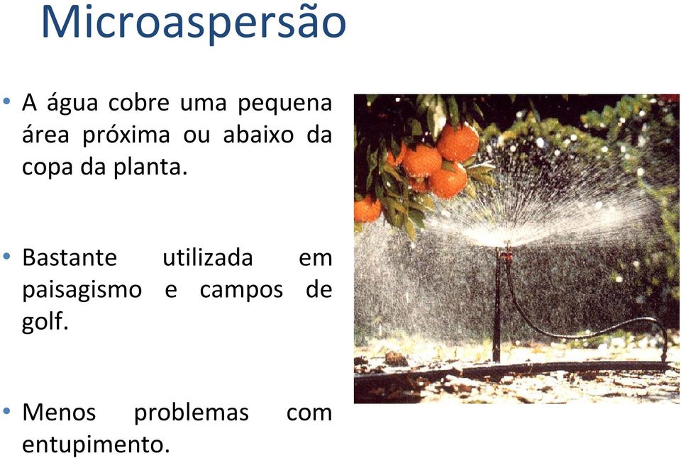 Bastante utilizada em paisagismo e