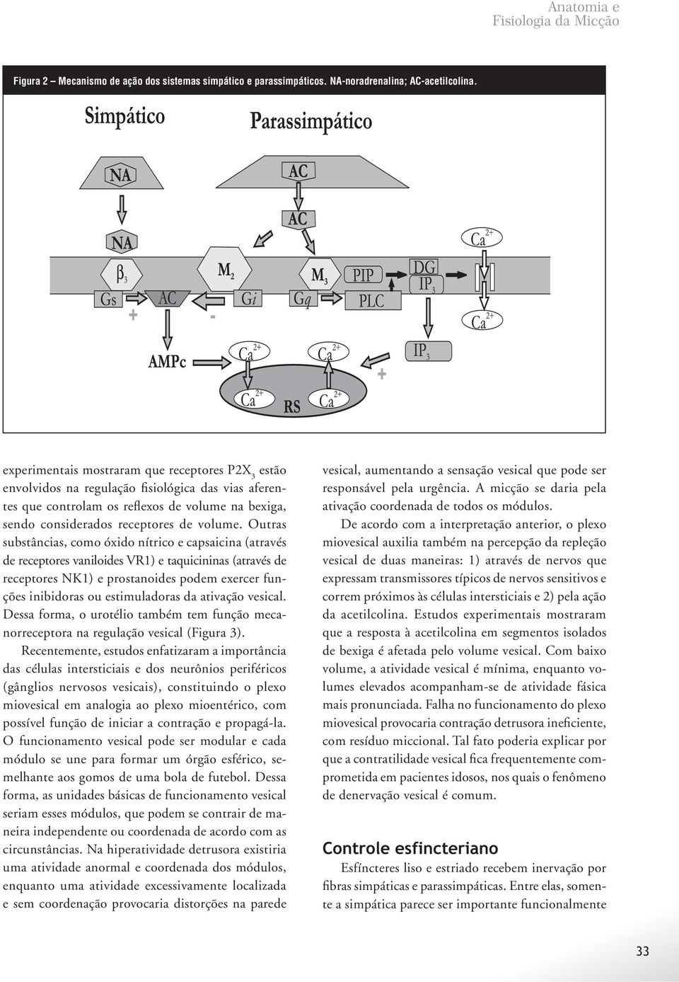 Outras substâncias, como óxido nítrico e capsaicina (através de receptores vaniloides VR1) e taquicininas (através de receptores NK1) e prostanoides podem exercer funções inibidoras ou estimuladoras