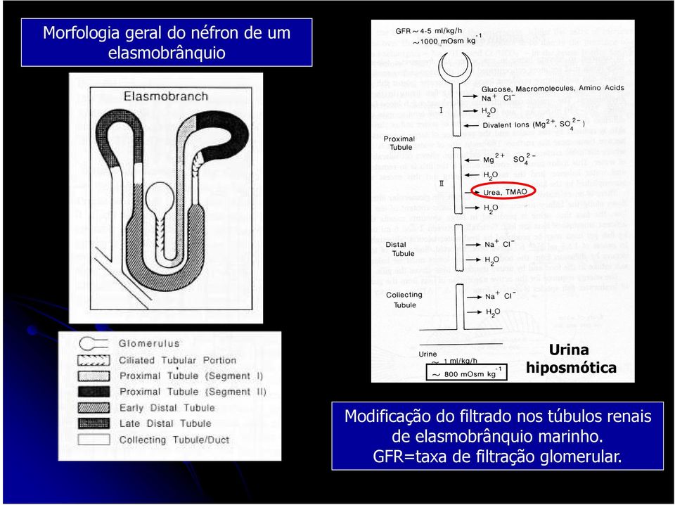 Modificação do filtrado nos túbulos renais