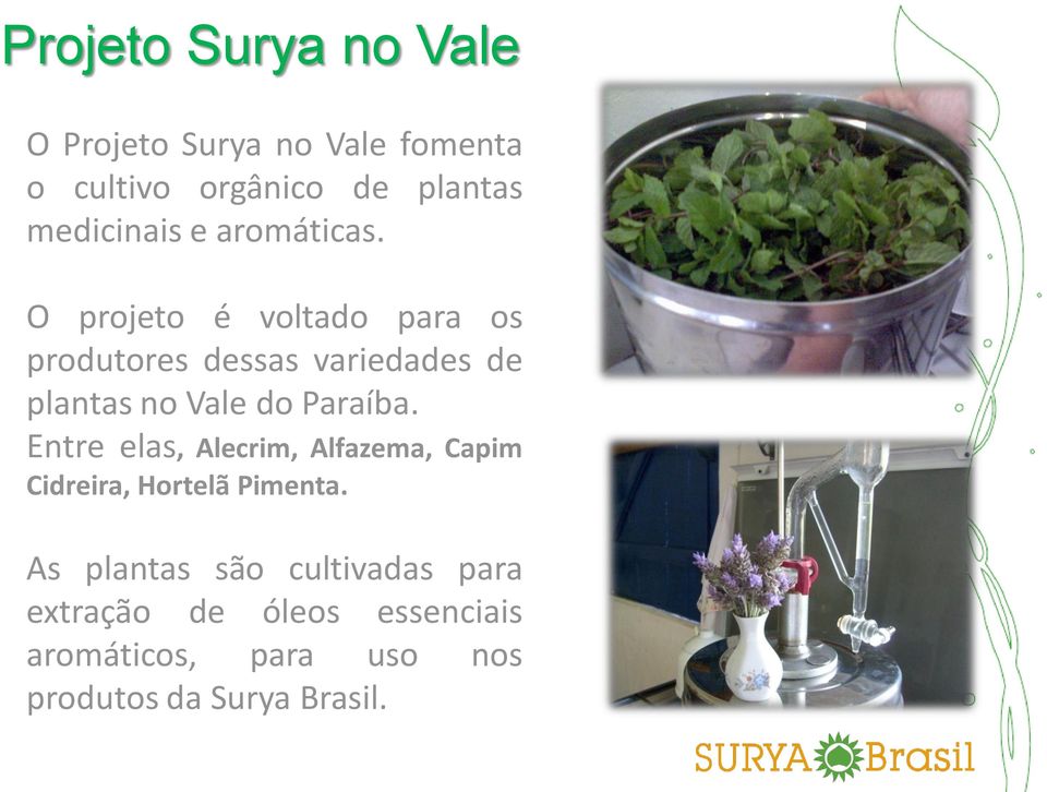 O projeto é voltado para os produtores dessas variedades de plantas no Vale do Paraíba.