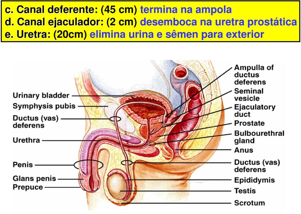 Canal ejaculador: (2 cm) desemboca na