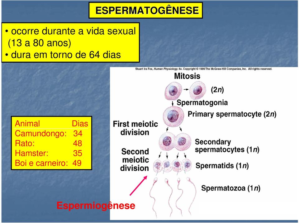 ESPERMATOGÊNESE Animal Dias Camundongo: