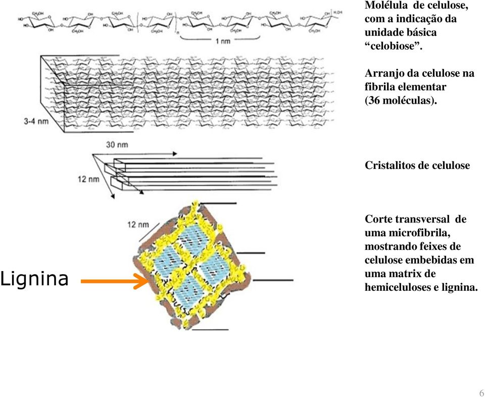 Cristalitos de celulose Lignina Corte transversal de uma