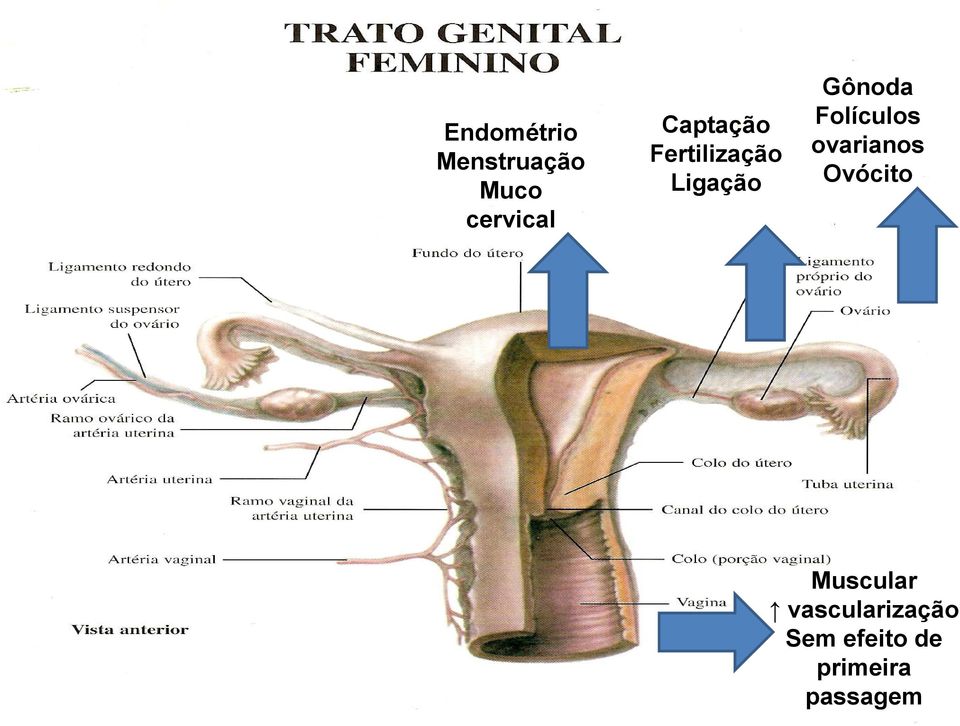 Folículos ovarianos Ovócito Muscular