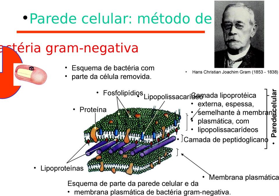 externa, espessa, Proteína semelhante à membrana plasmática, com lipopolissacarídeos Camada de peptidoglicano