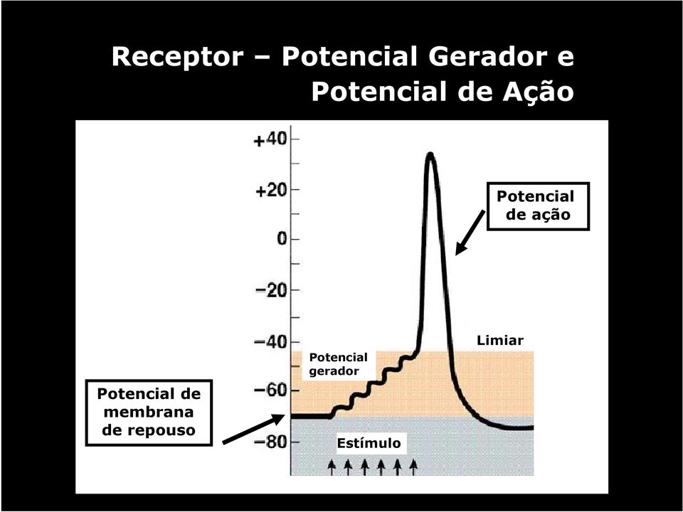 ação Potencial de membrana de