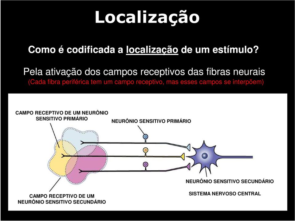 receptivo, mas esses campos se interpõem) CAMPO RECEPTIVO DE UM NEURÔNIO SENSITIVO PRIMÁRIO