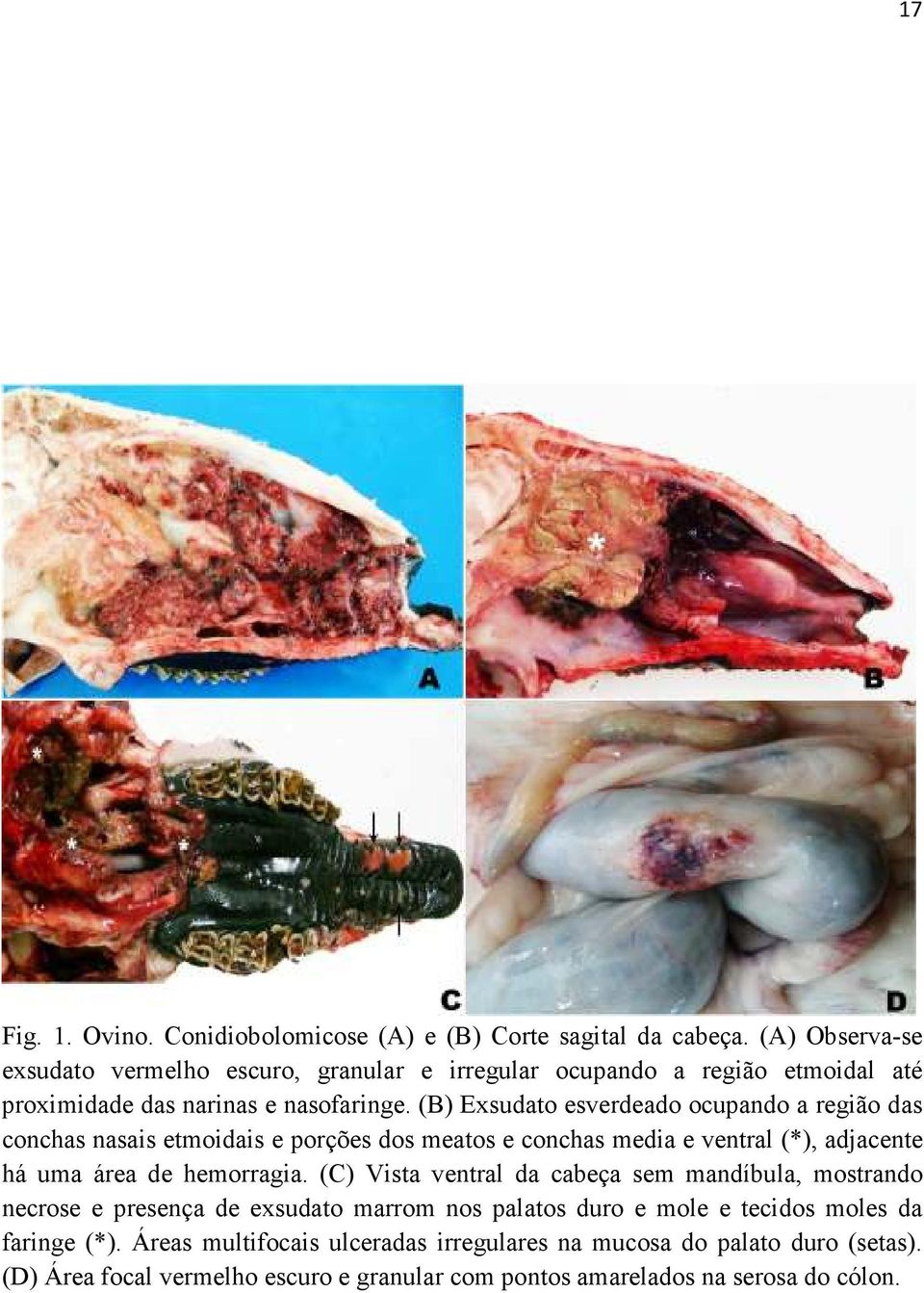 (B) Exsudato esverdeado ocupando a região das conchas nasais etmoidais e porções dos meatos e conchas media e ventral (*), adjacente há uma área de hemorragia.