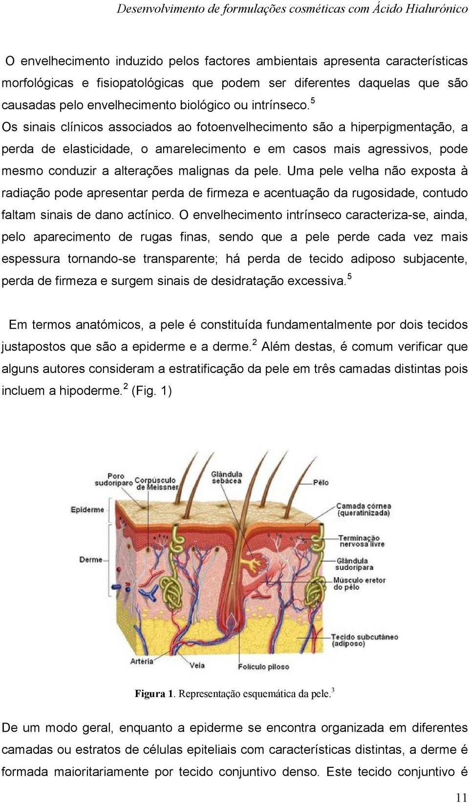 5 Os sinais clínicos associados ao fotoenvelhecimento são a hiperpigmentação, a perda de elasticidade, o amarelecimento e em casos mais agressivos, pode mesmo conduzir a alterações malignas da pele.