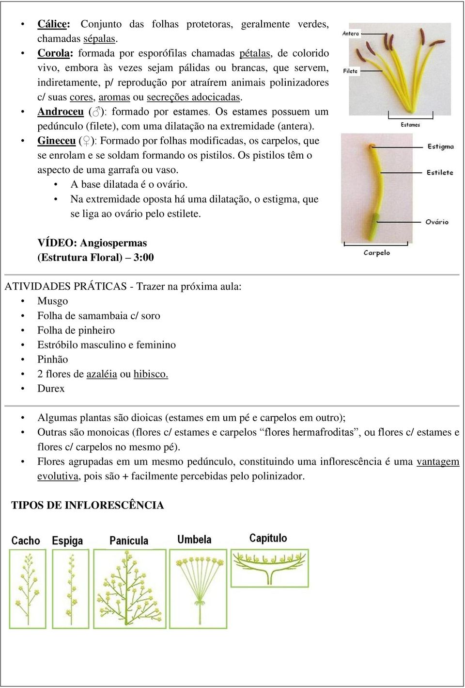 cores, aromas ou secreções adocicadas. Androceu ( ): formado por estames. Os estames possuem um pedúnculo (filete), com uma dilatação na extremidade (antera).