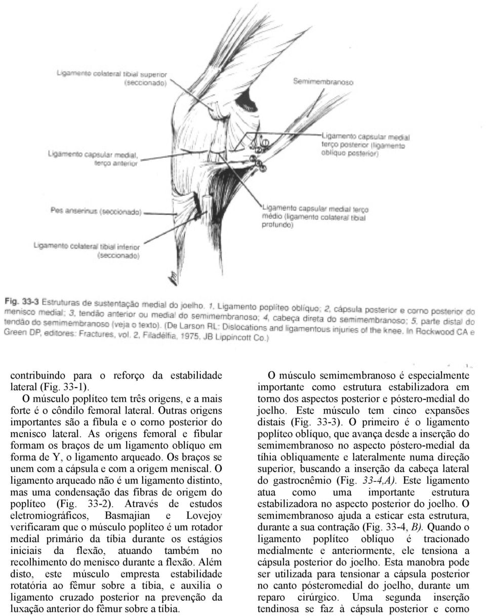 Os braços se unem com a cápsula e com a origem meniscal. O ligamento arqueado não é um ligamento distinto, mas uma condensação das fibras de origem do poplíteo (Fig. 33-2).
