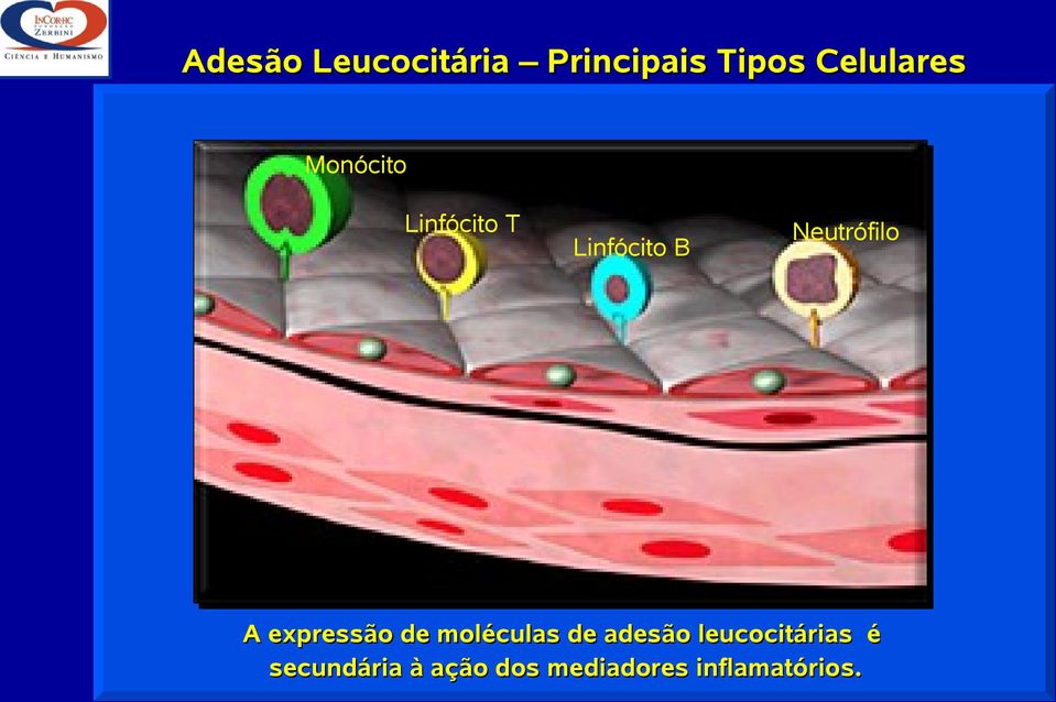 expressão de moléculas de adesão leucocitárias