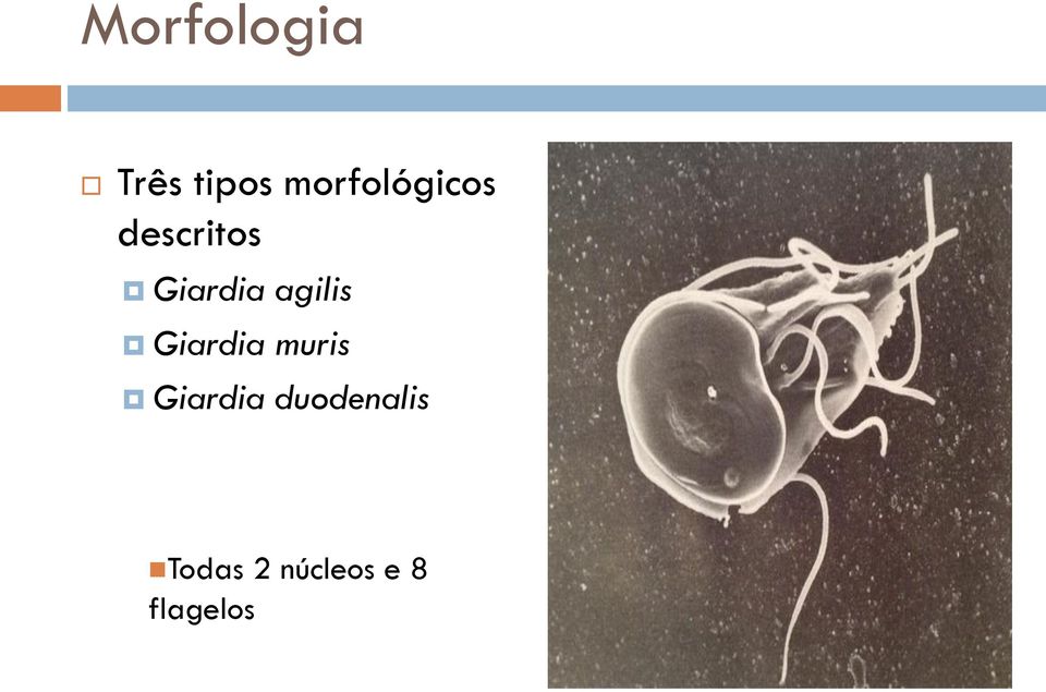 agilis Giardia muris Giardia