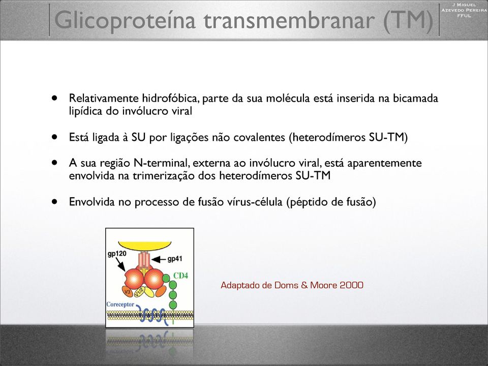 (heterodímeros SU-TM) A sua região N-terminal, externa ao invólucro viral, está aparentemente envolvida na