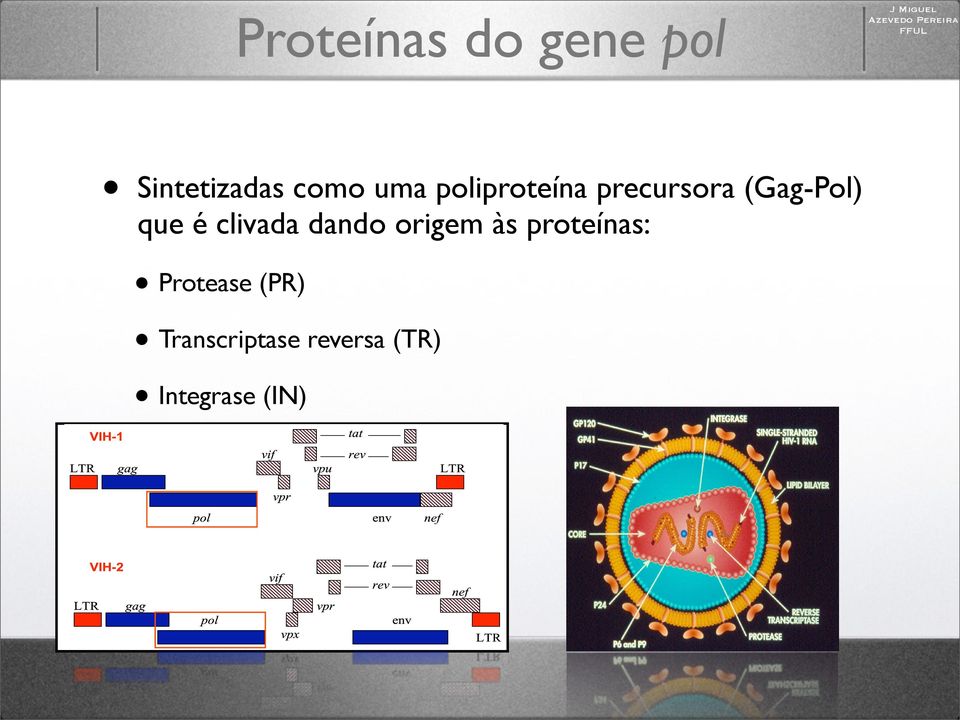 dando origem às proteínas: Protease (PR)