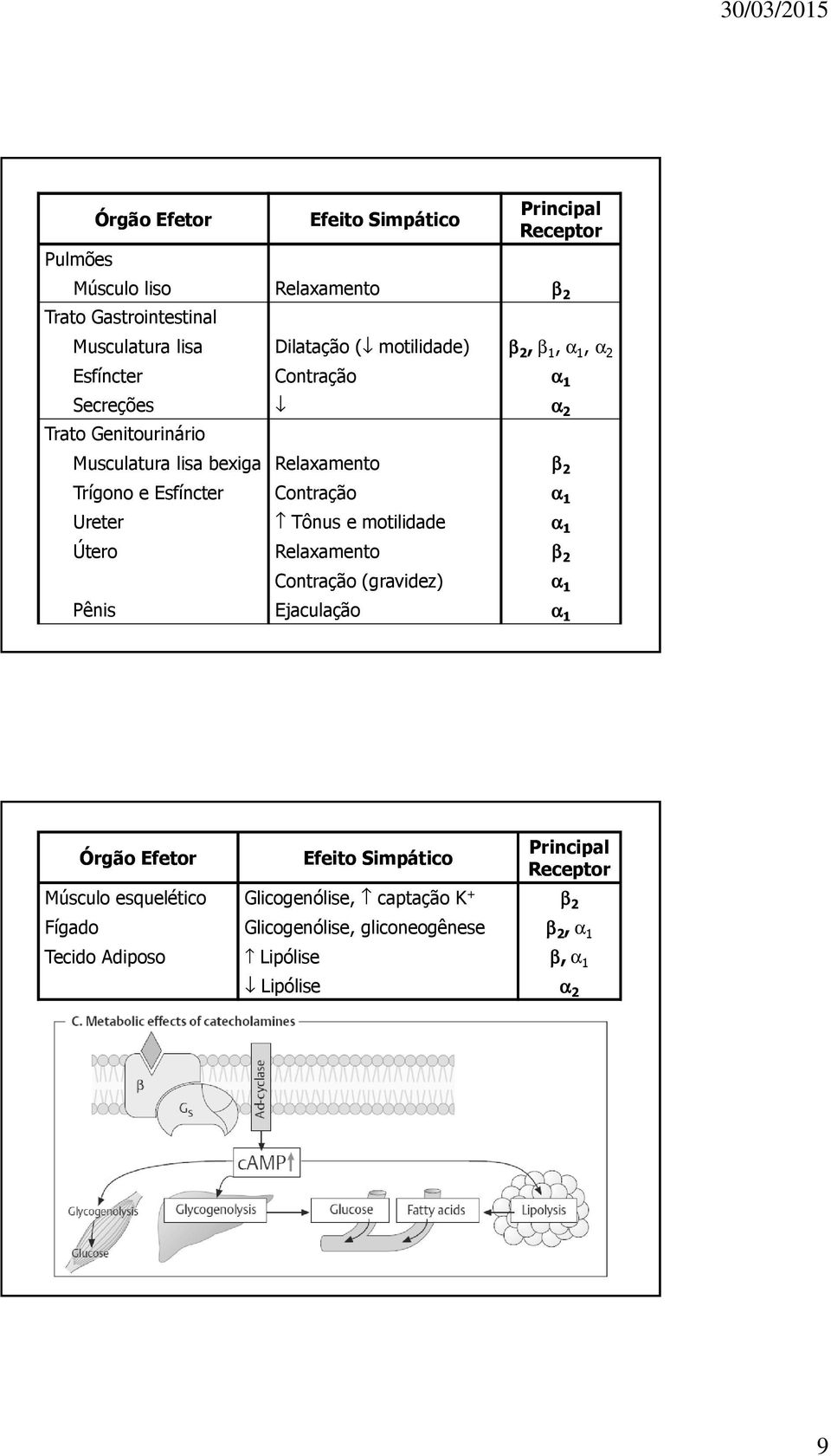 motilidade Útero Relaxamento Contração (gravidez) Pênis Ejaculação β 2, β 1, α 1, α 2 α 1 α 2 β 2 α 1 α 1 β 2 α 1 α 1 Órgão Efetor Músculo