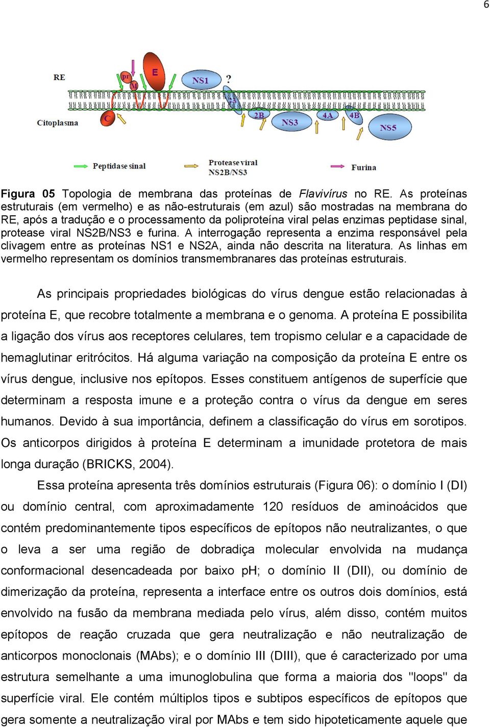 viral NS2B/NS3 e furina. A interrogação representa a enzima responsável pela clivagem entre as proteínas NS1 e NS2A, ainda não descrita na literatura.