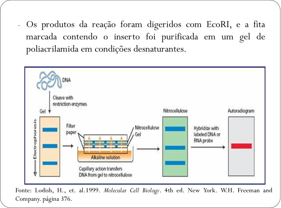 condições desnaturantes. Fonte: Lodish, H., et. al.1999.