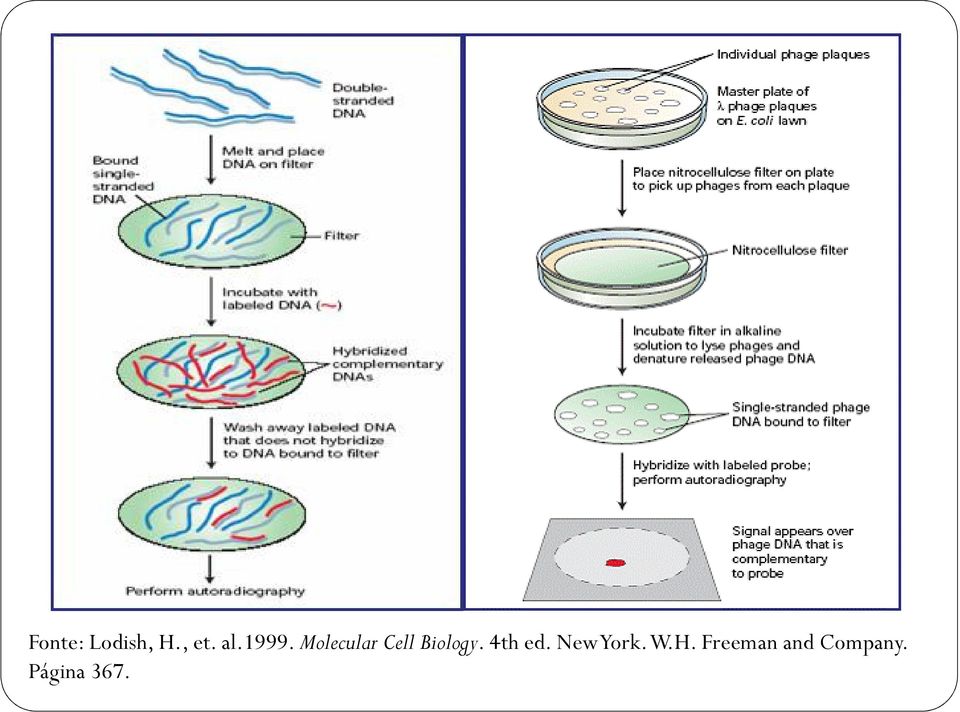 Biology. 4th ed. New York.