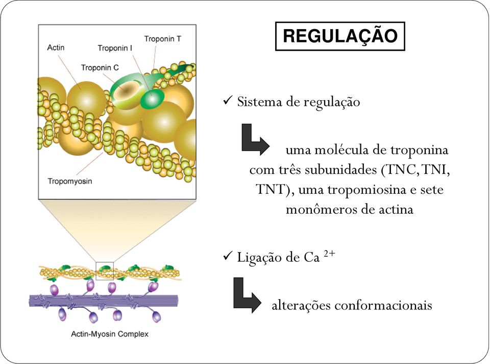 TNT), uma tropomiosina e sete monômeros de