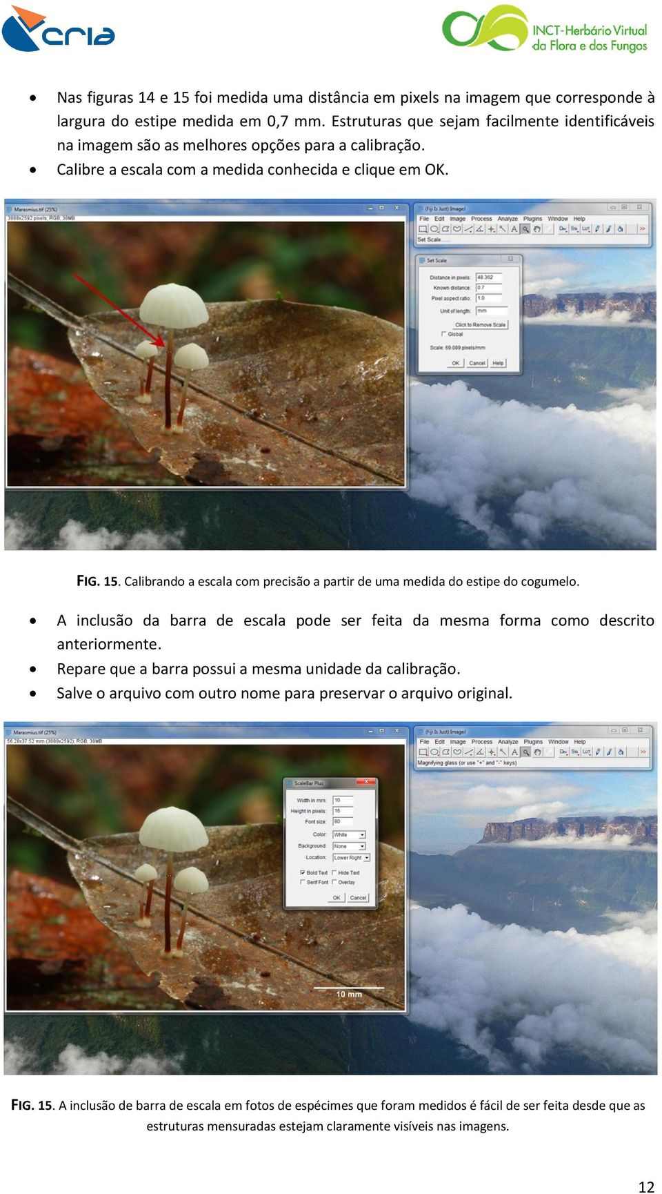 Calibrando a escala com precisão a partir de uma medida do estipe do cogumelo. A inclusão da barra de escala pode ser feita da mesma forma como descrito anteriormente.